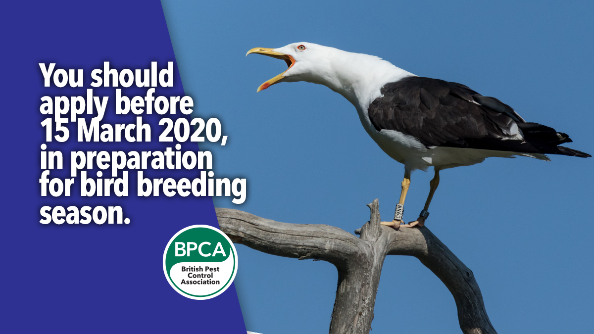 big bird wrap up bird licence bpca 2 big bird wrap up bird licence bpca 2
